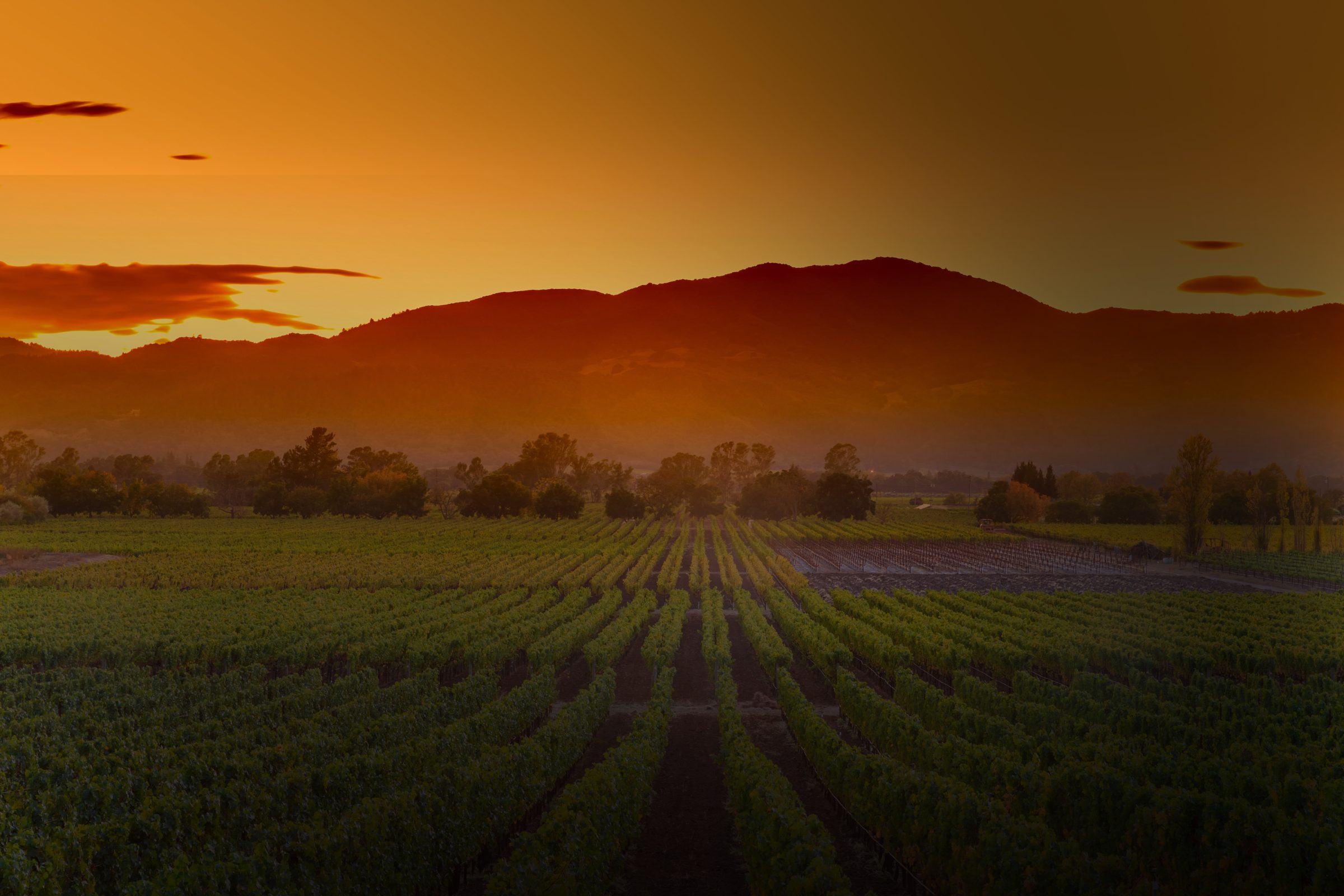 Sunset over rows of vineyard with mountains in the distance