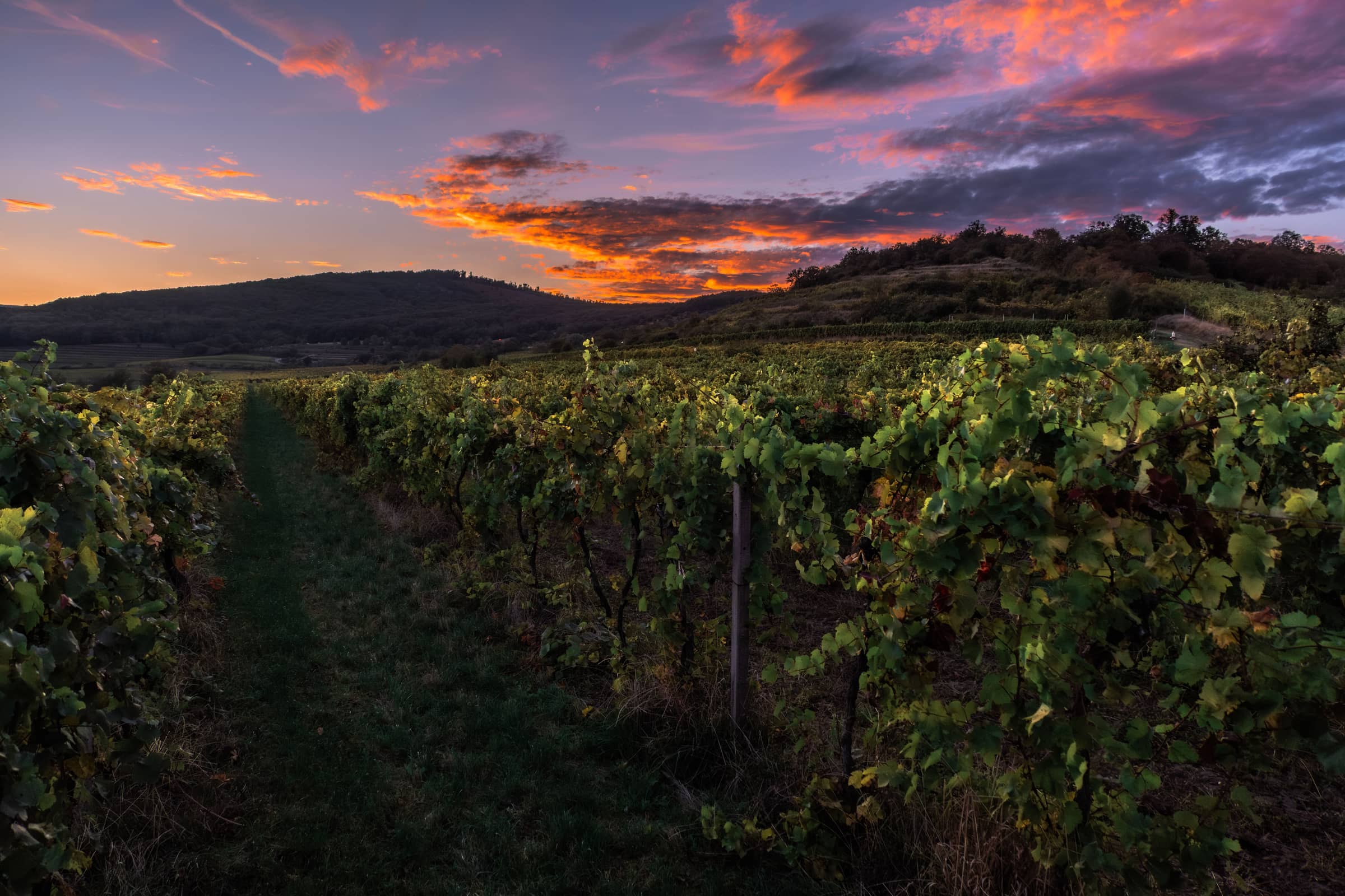 Vine rows under a deep red and violet sky at dusk