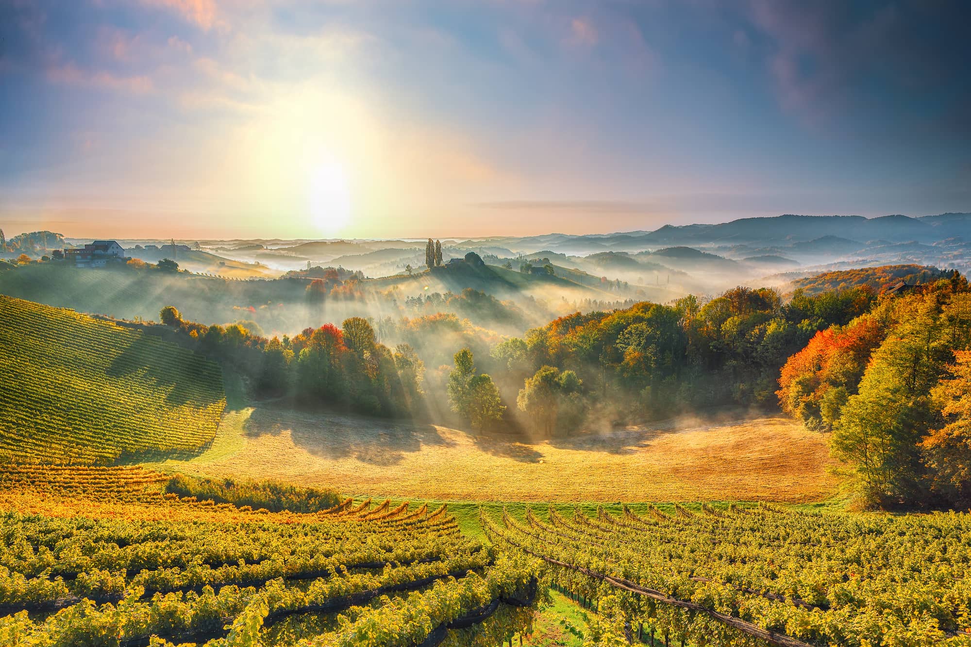 Morning mist drifting over vineyard hills at sunrise