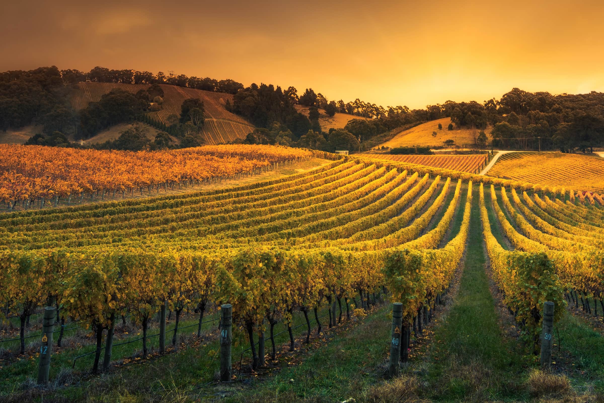 Rows of vines turning gold across rolling hills at sunset
